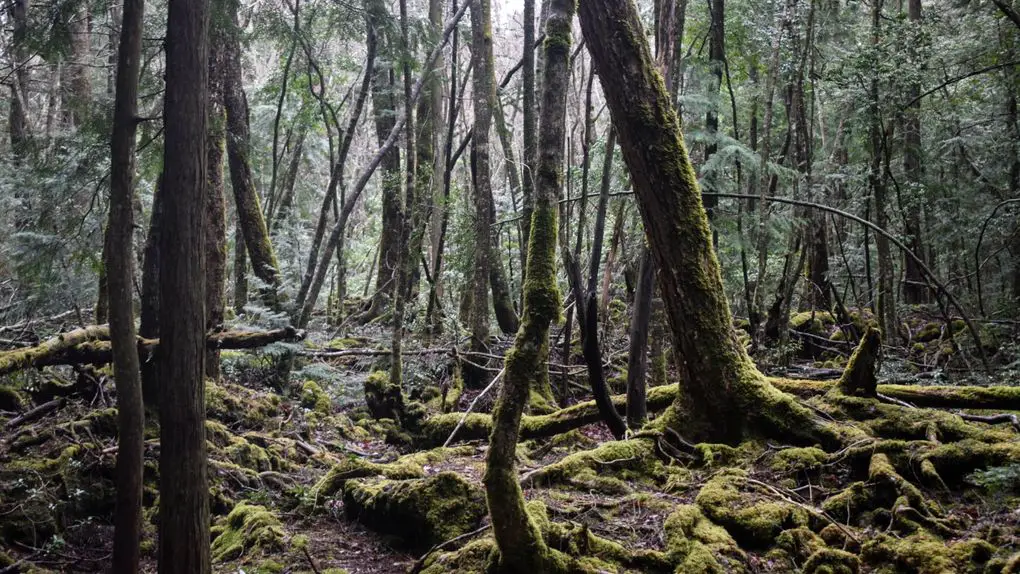 Aokigahara forest, also known as the suicide forest, has the unfortunate distinction of the world’s second most popular place to take one’s life. (The first is the Golden Gate Bridge located in San Francisco, California)