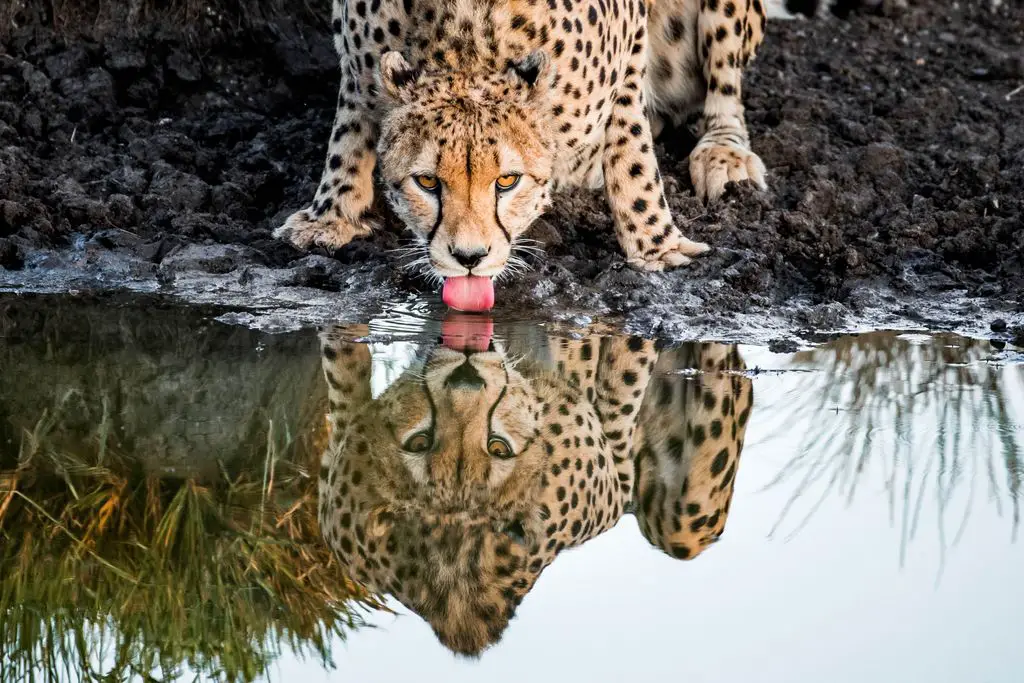 15 Mind-Blowing Facts About Cheetahs That You Didn't Know