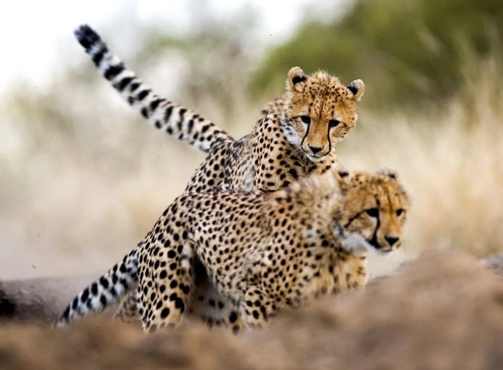 15 Mind-Blowing Facts About Cheetahs That You Didn't Know