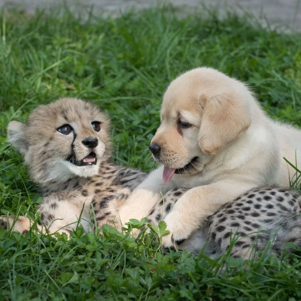 Cheetahs are really nervous animals, and some zoos give them "support dogs" to relax.