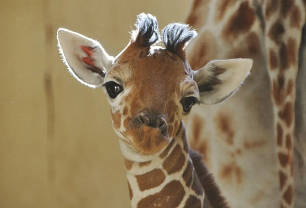 15 Mind-Blowing Facts About Giraffes That You love to Know