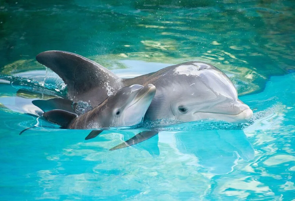 15 Interesting Facts About Dolphins That You Probably Didn’t Know