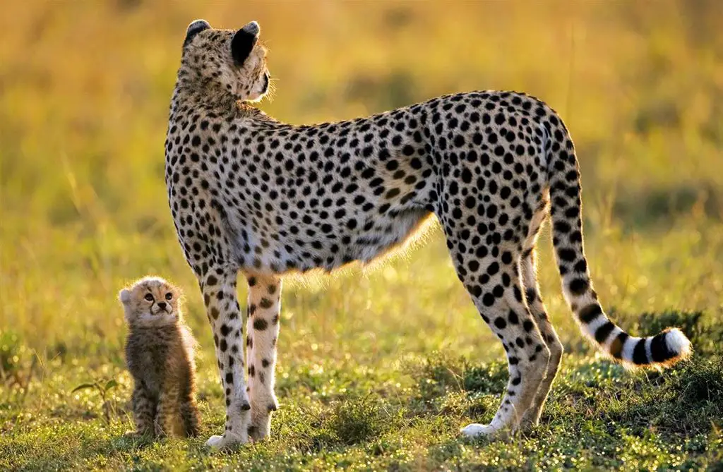 15 Mind-Blowing Facts About Cheetahs That You Didn’t Know