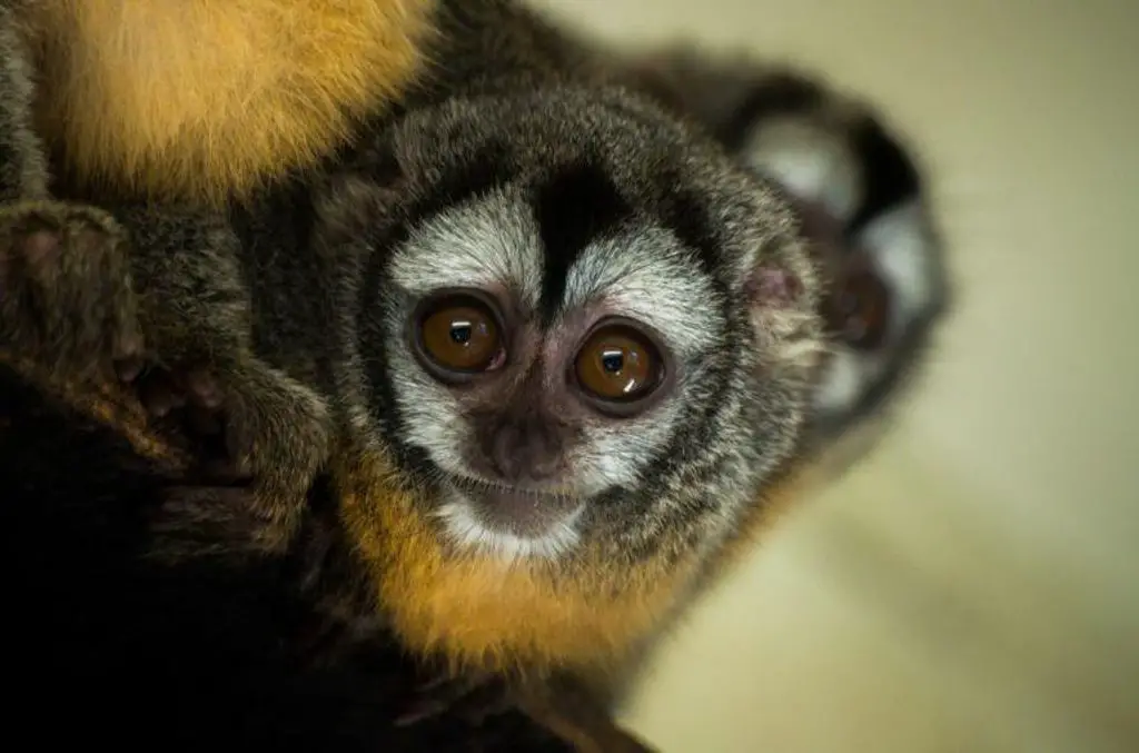 15 Weird and Awesome Facts About Monkeys That You May Didn't Know