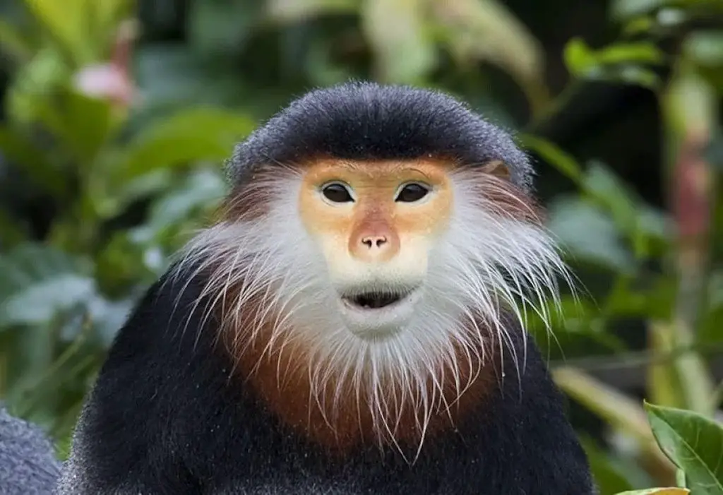 15 Weird and Awesome Facts About Monkeys That You May Didn’t Know