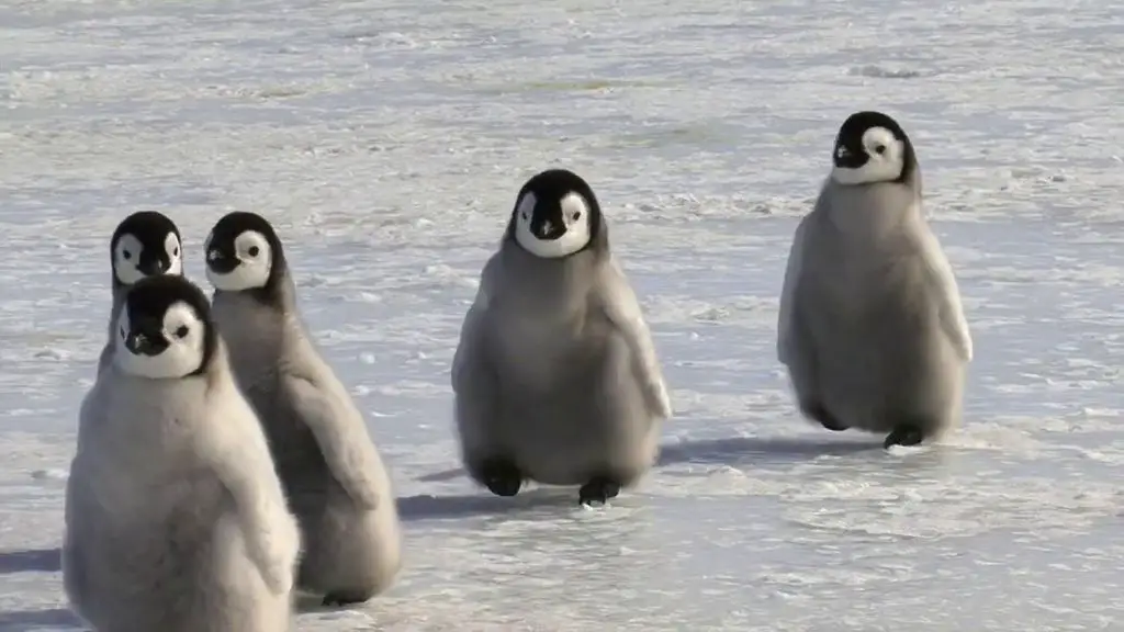 15 Mind-Blowing Facts About Penguins That You Probably Didn’t Know