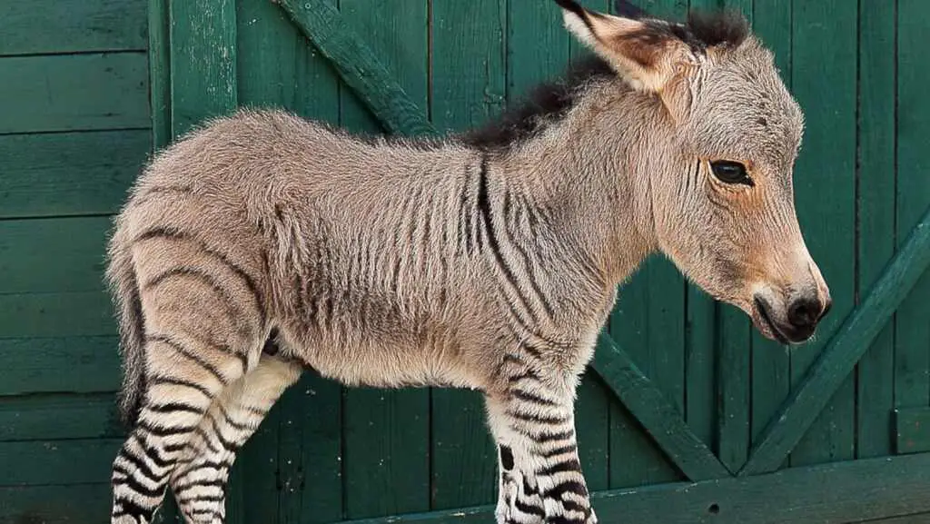 15 Mind-Blowing Facts About Zebras That You Probably Didn’t Know