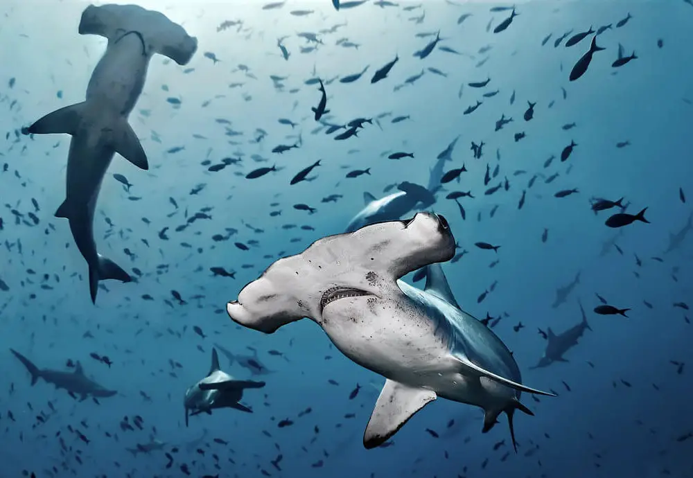 20 Interesting Hammerhead sharks Facts That Will Blow Your Mind