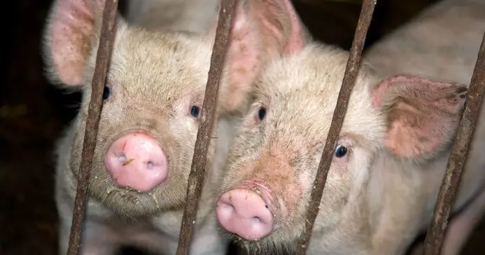 30 Disturbing Facts About Animal Cruelty That You Need To Know