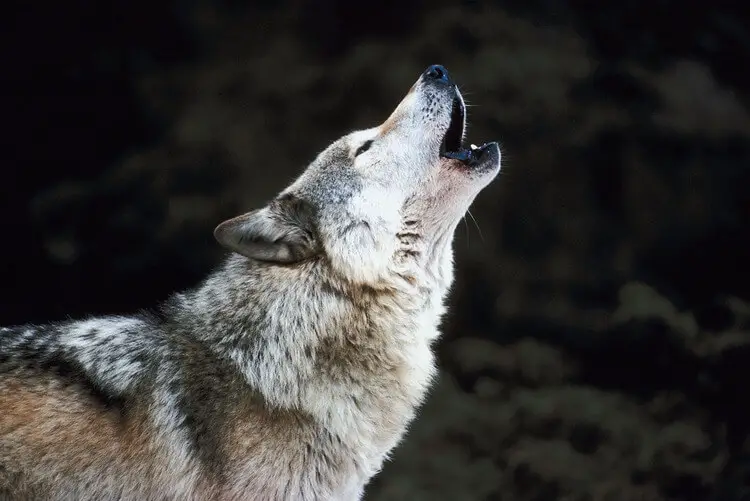 25 Mind-Blowing Wolf Facts That You Probably Didn't Know