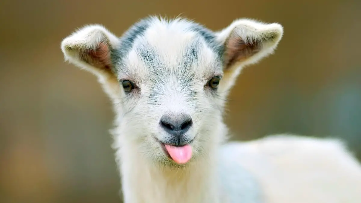 20 Goate Fact About Goats That You Didn't Know