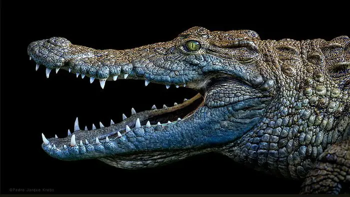 25 Shocking Facts About Crocodiles That Will Blow Your Mind
