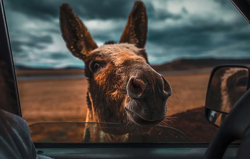 20 Fun And Fascinating Facts Donkeys That You Will Amaze You