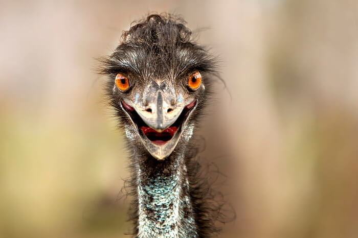 30 Mind-Blowing Facts About Ostrich That Will Amaze You