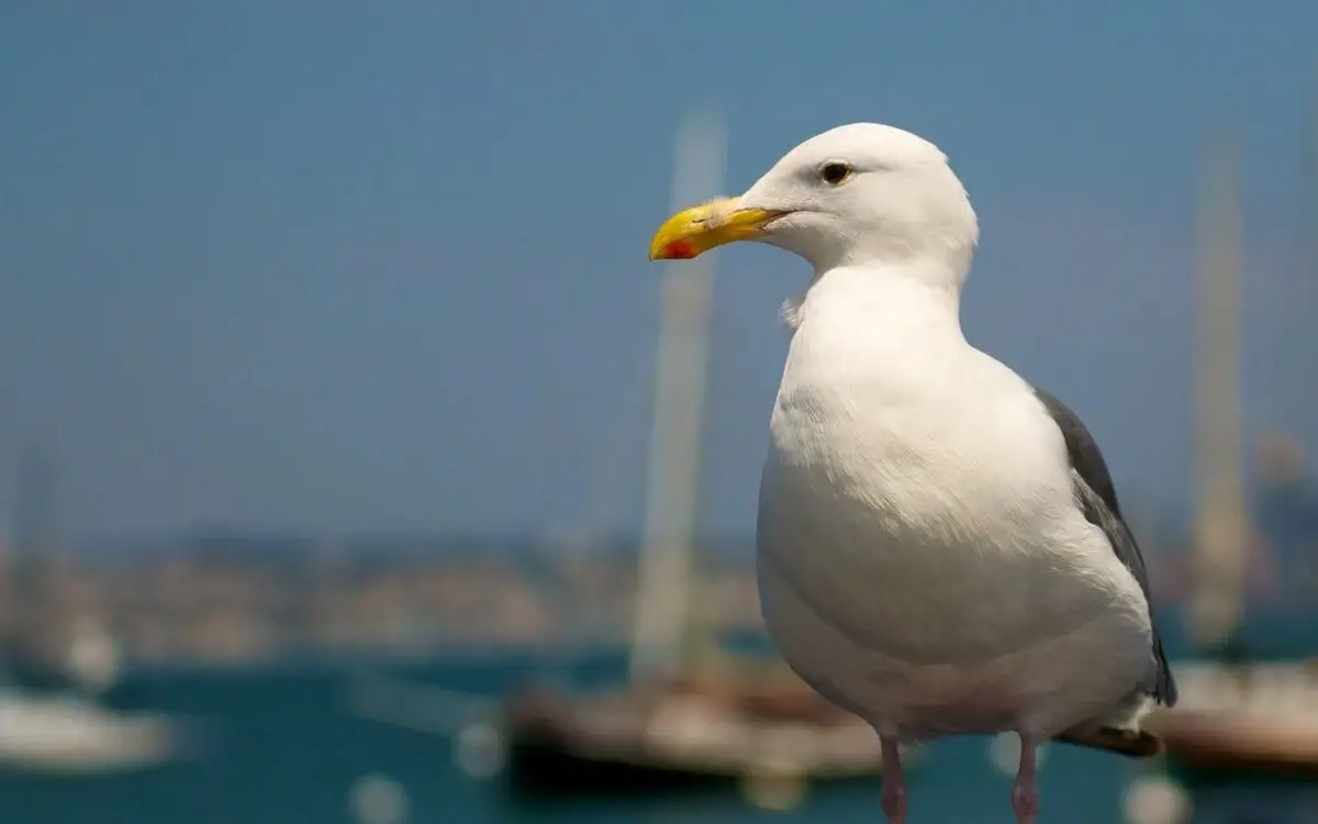 10 Scary and Awesome Facts About Seagulls