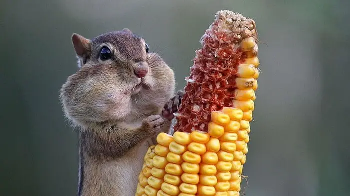 20 Interesting Facts About Squirrels That Will Amaze You