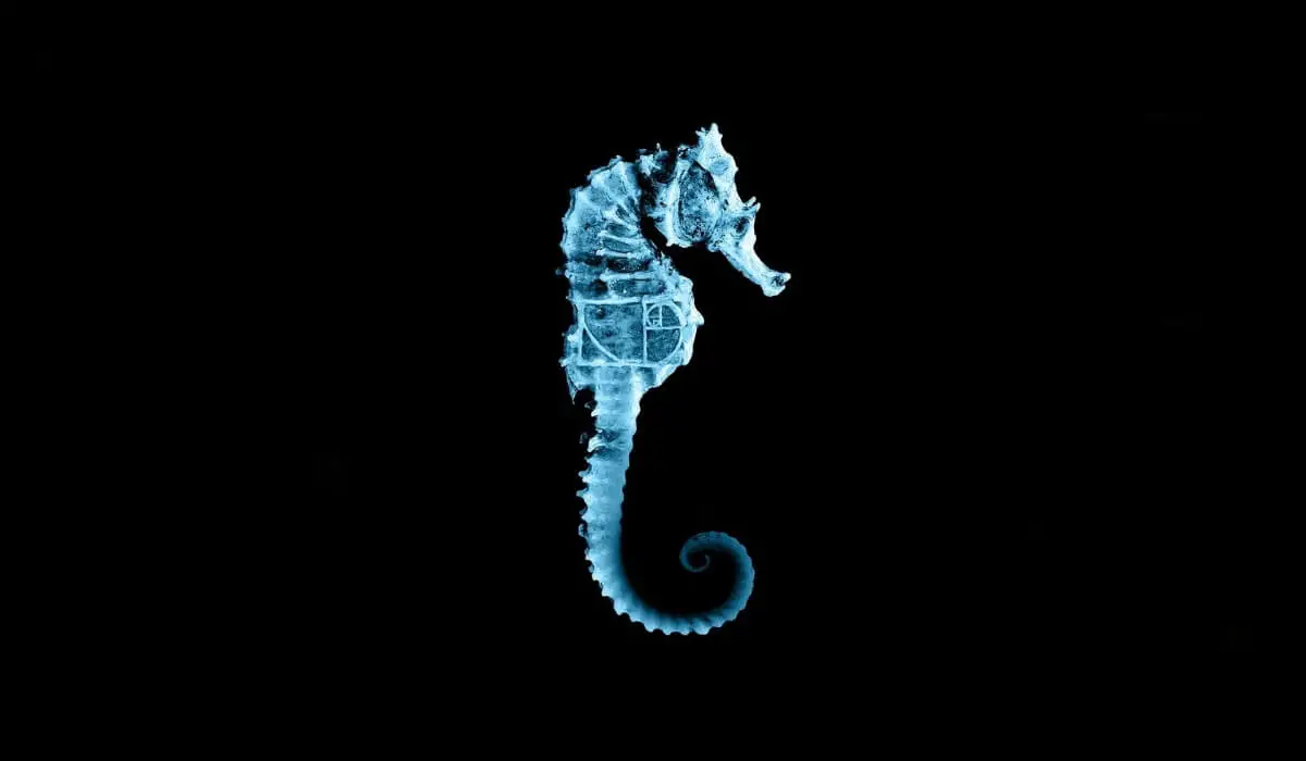 10 Awesome Facts About Seahorses That Will Blow Your Mind