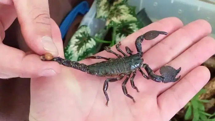 20 Shocking Facts About Scorpion That Will Amaze You