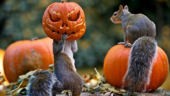 20 Interesting Facts About Squirrels That Will Amaze You
