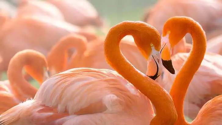14. While feeding, flamingos do not breathe, as they focus solely on capturing and consuming their food.