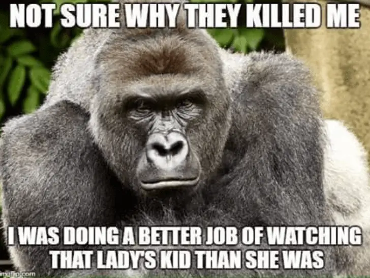20 Heartwarming Facts About Harambe That You Need To Know