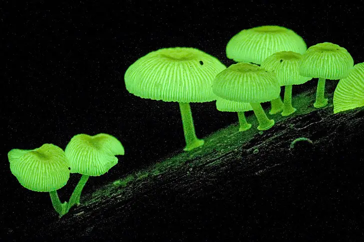 20 Surprising and Quirky Mushroom Facts You Never Knew