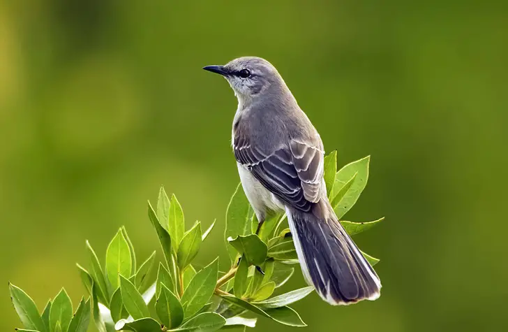 15 Fascinating Mockingbird Facts You Never Knew Existed