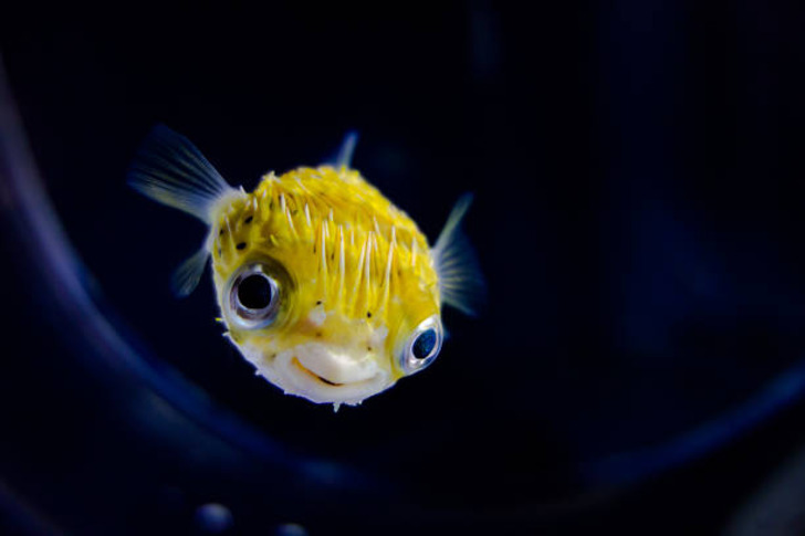 15 Jaw-Dropping Pufferfish Facts To Puff Up Your Knowledge